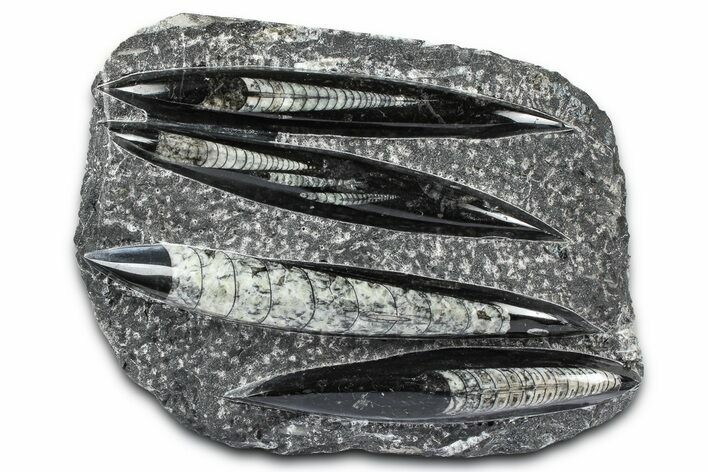 Polished Fossil Orthoceras (Cephalopod) Plate - Morocco #372650